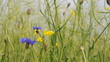 Kornblume im Feld