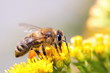 Honey Bee