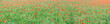 poppy field