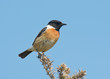 Stonechat Stonechat
