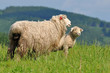 mum sheep and her baby lamb