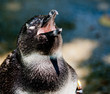 Furry Penguin