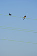 two swallows