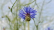 Blaue Kornblume
