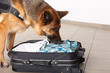 Sniffing dog chceking luggage