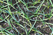 seedbed with winter garlic sprouts rhythmic closeup