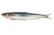 sardine