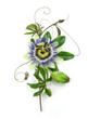 Passiflore