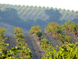 Grapevine in the hills Grapevine in the hills