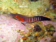 Lepadogaster candollei Lepadogaster candollei