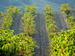 Vineyard in the hills Vineyard in the hills