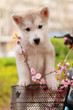 Alaska Puppies