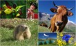 alpes, faune, flore et tradition