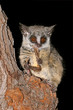 Lesser Bushbaby