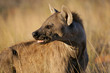 Spotted hyena portrait