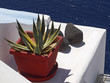 Photo: Greek Garden Plant and Stones Greek Garden Plant and Stones