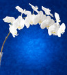 Orchidea su sfondo blu