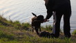 Dog breed Labrador retriever floats to coast brings stick owner Dog breed Labrador retriever floats to coast brings stick owner