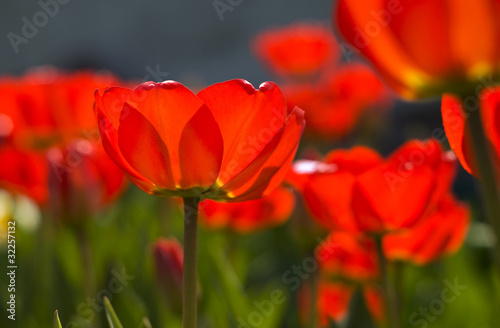 Photo: closeup of red tulips backlit closeup of red tulips backlit