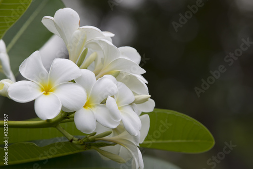 Photo: Plumeria flowers white. Plumeria flowers white.