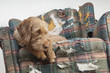 Dog demolishes chair Dog demolishes chair