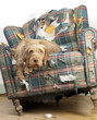 Dog demolishes chair Dog demolishes chair