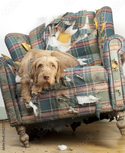 Photo: Dog demolishes chair Dog demolishes chair