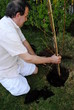 Baum pflanzen