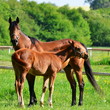 close to mother