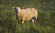 mouton