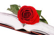 Beautiful red rose on the book