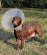 LABRADOR