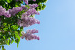 Fliederblüten