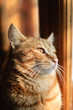 Red cat