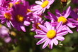 Flower power