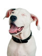 cute puppy winking