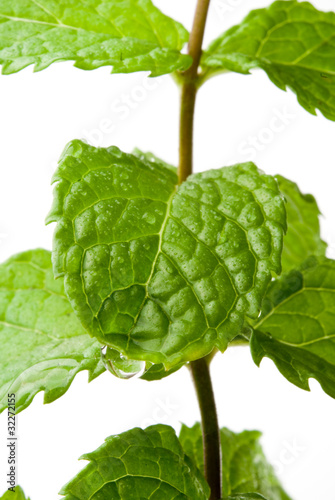 Photo: mint mint
