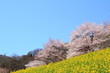 桜と菜の花　cherry Bloss...