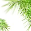 Green palm