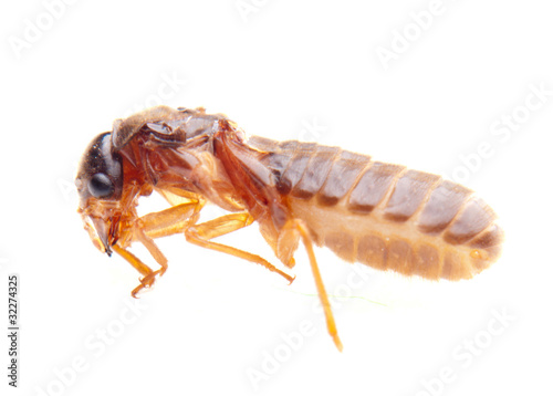 Photo: insect termite white ant insect termite white ant
