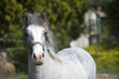 cheval