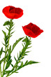 Photo: Oriental poppy- isolated on white Oriental poppy- isolated on white