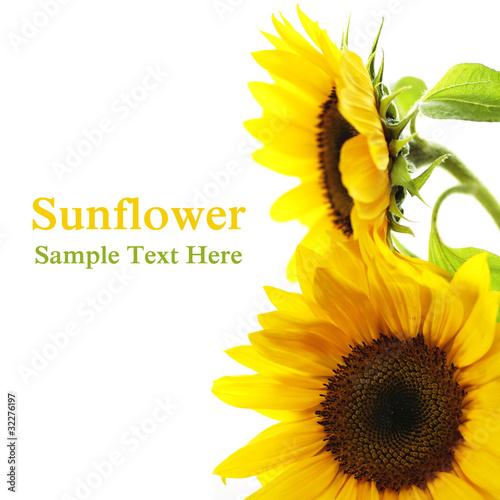 Foto: Sunflower Sunflower