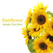 Foto: Sunflower Sunflower