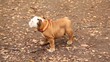 Bulldog stands in park and then leaves. Bulldog stands in park and then leaves.