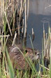 Ragondin (Myocastor coypus) Ragondin (Myocastor coypus)