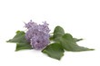 lilas