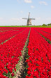 Foto: Tulips and windmill Tulips and windmill