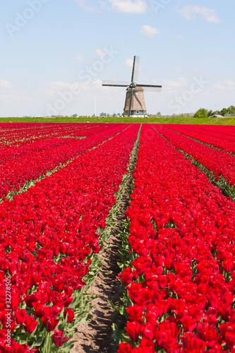 Photo: Tulips and windmill Tulips and windmill