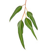 eucalyptus branch